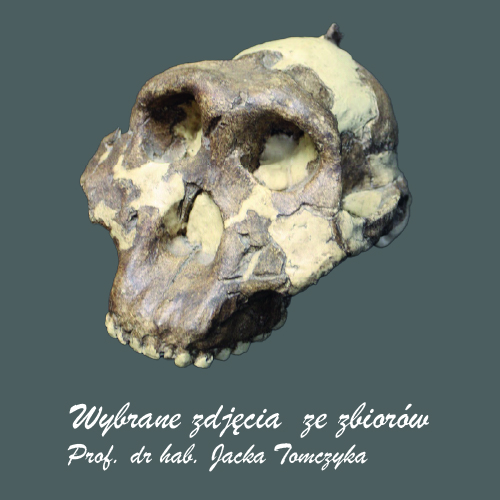 galeria-paleoantropologiczna